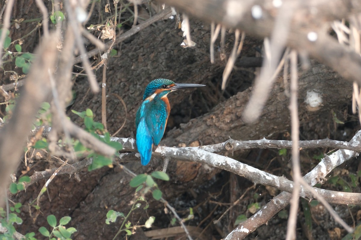 isfugl - ML646173285