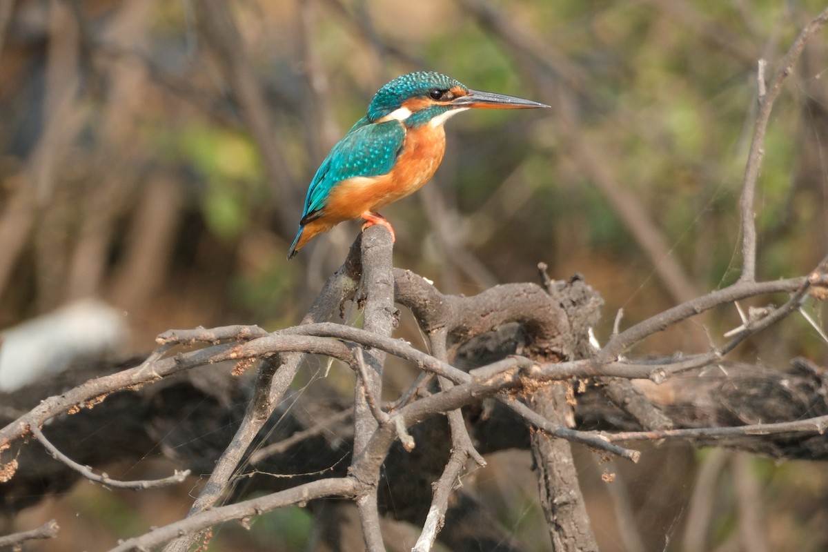 Common Kingfisher - ML646173286