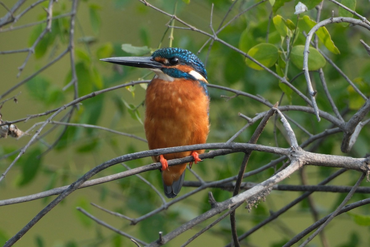 isfugl - ML646173288