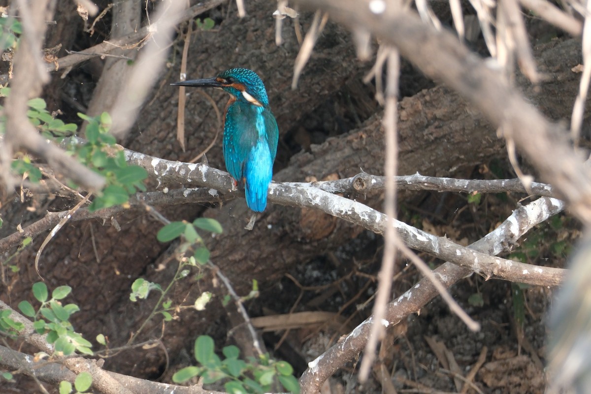 isfugl - ML646173289