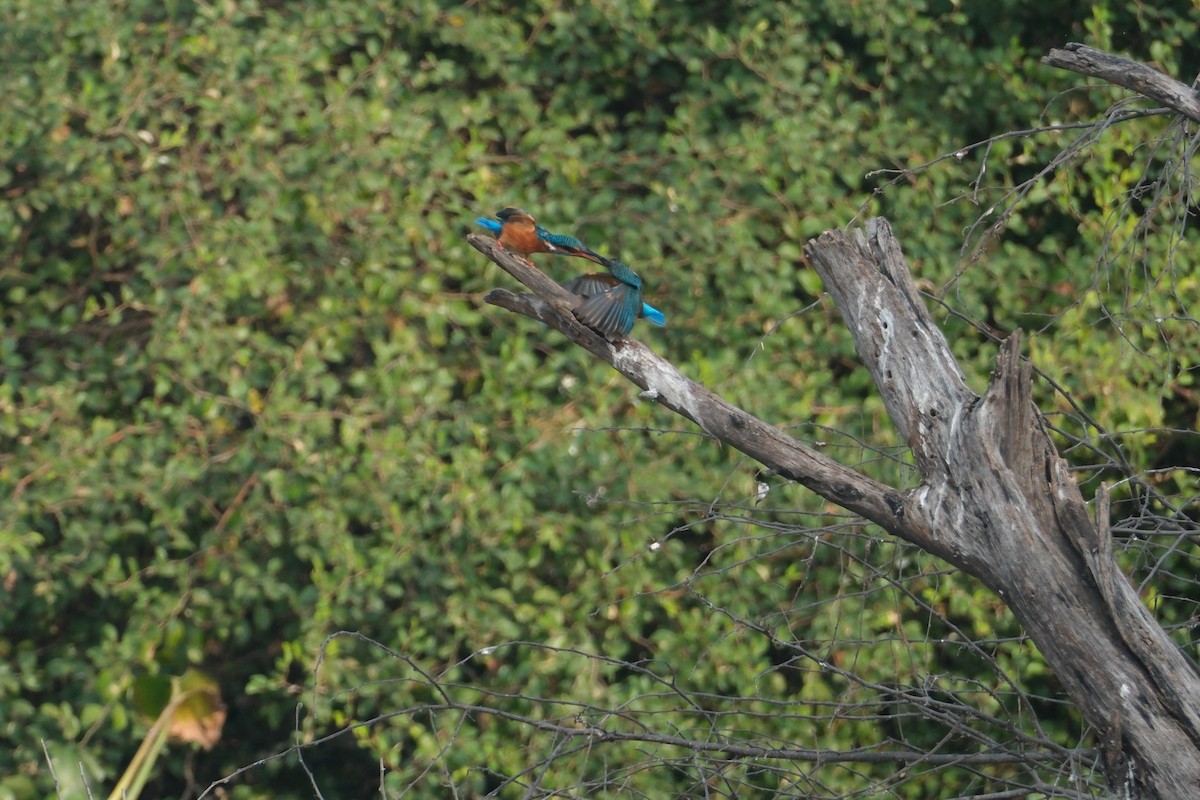 isfugl - ML646173290