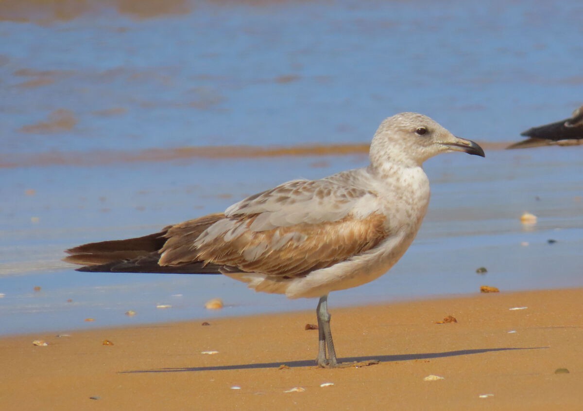 middelhavsmåke - ML646173291