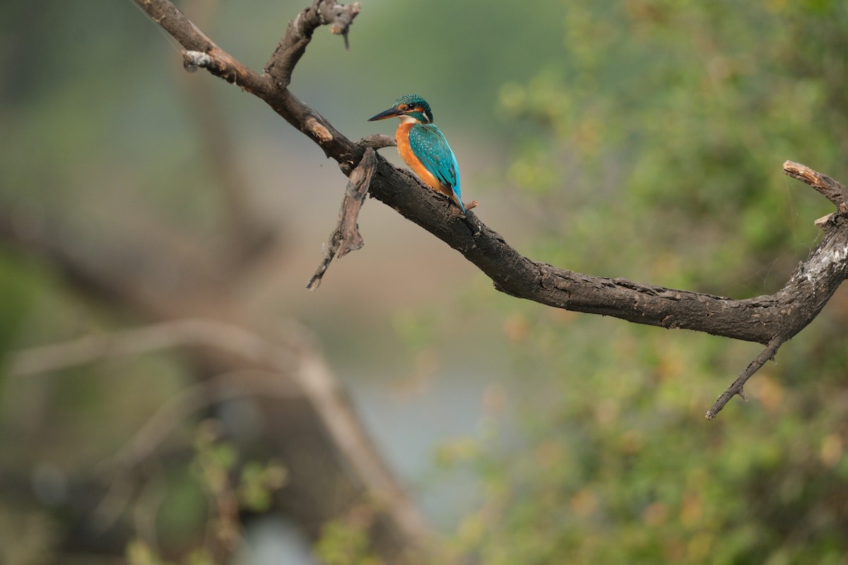 Common Kingfisher - ML646173292