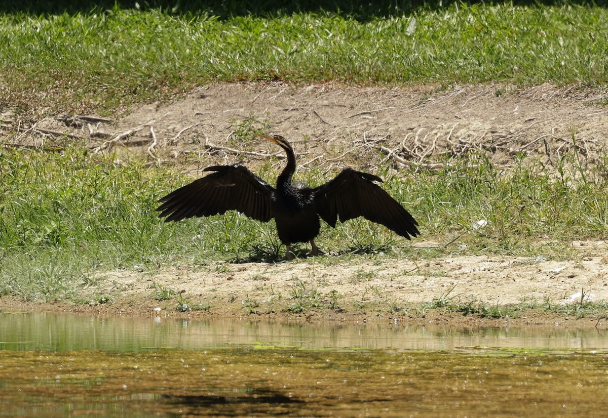 australslangehals - ML646173295