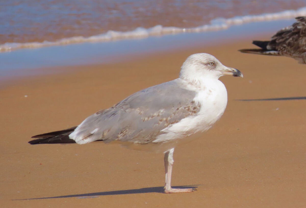 gulbeinmåke - ML646173296