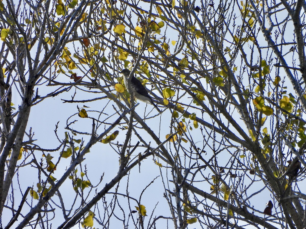 Sharp-shinned Hawk - ML646173298