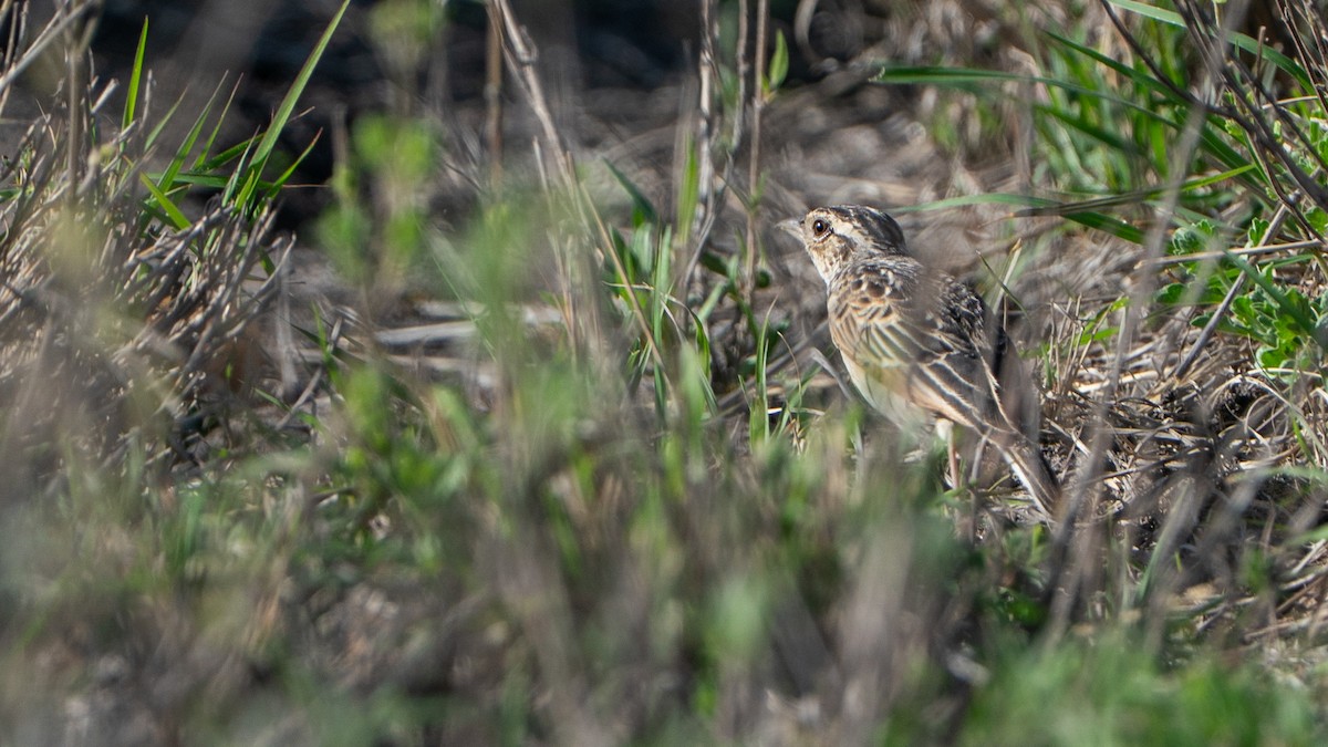 White-tailed Lark - ML646173299