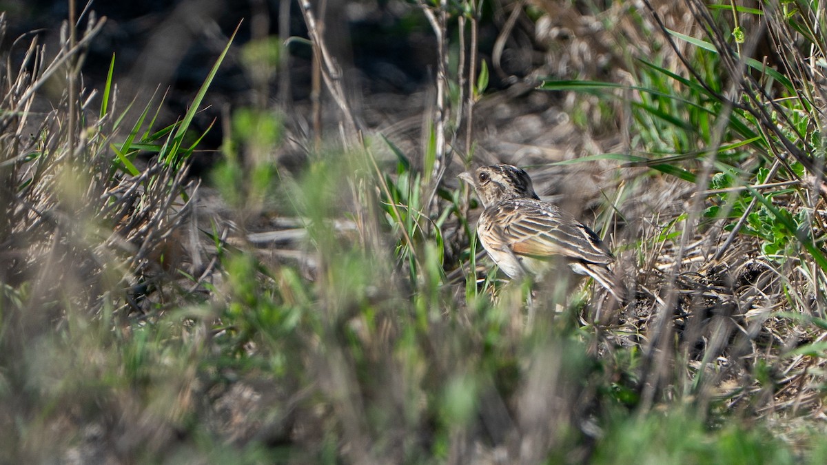 White-tailed Lark - ML646173300