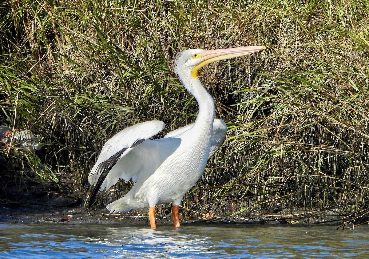 American White Pelican - ML646173306