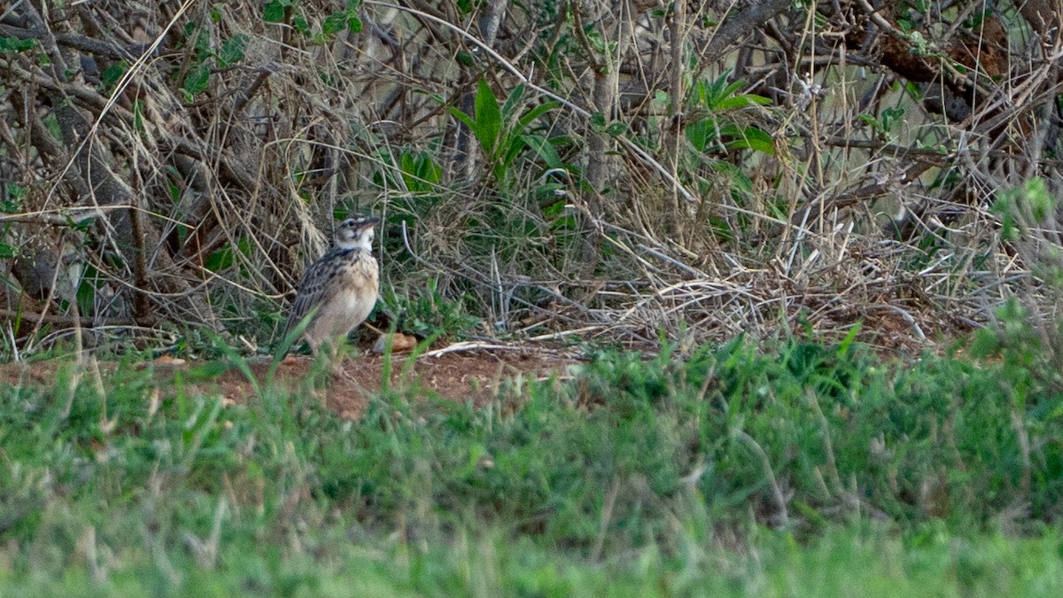 Short-tailed Lark - ML646173311