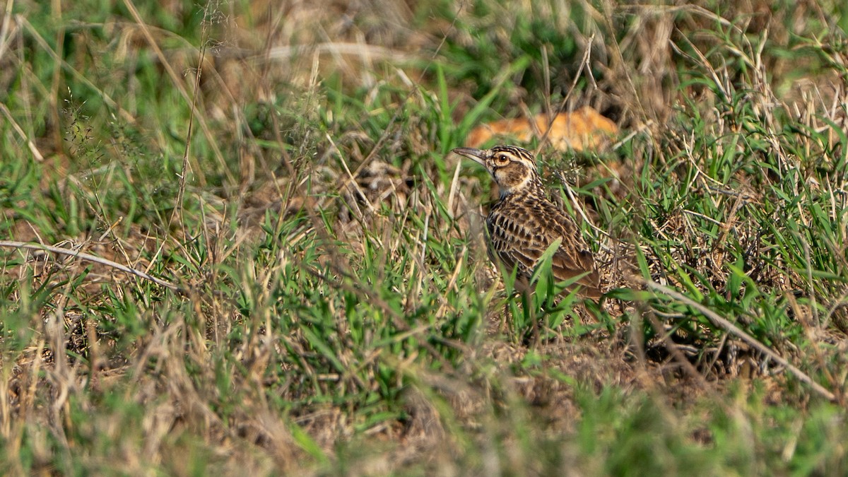 Short-tailed Lark - ML646173312
