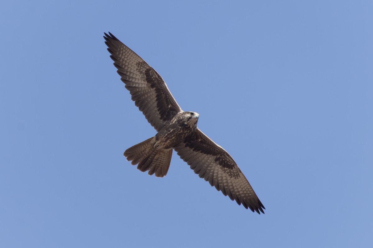 Laggar Falcon - ML646173313