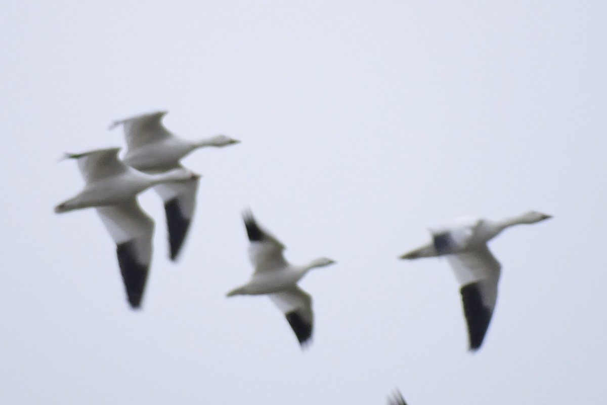 Ross's Goose - ML646173319