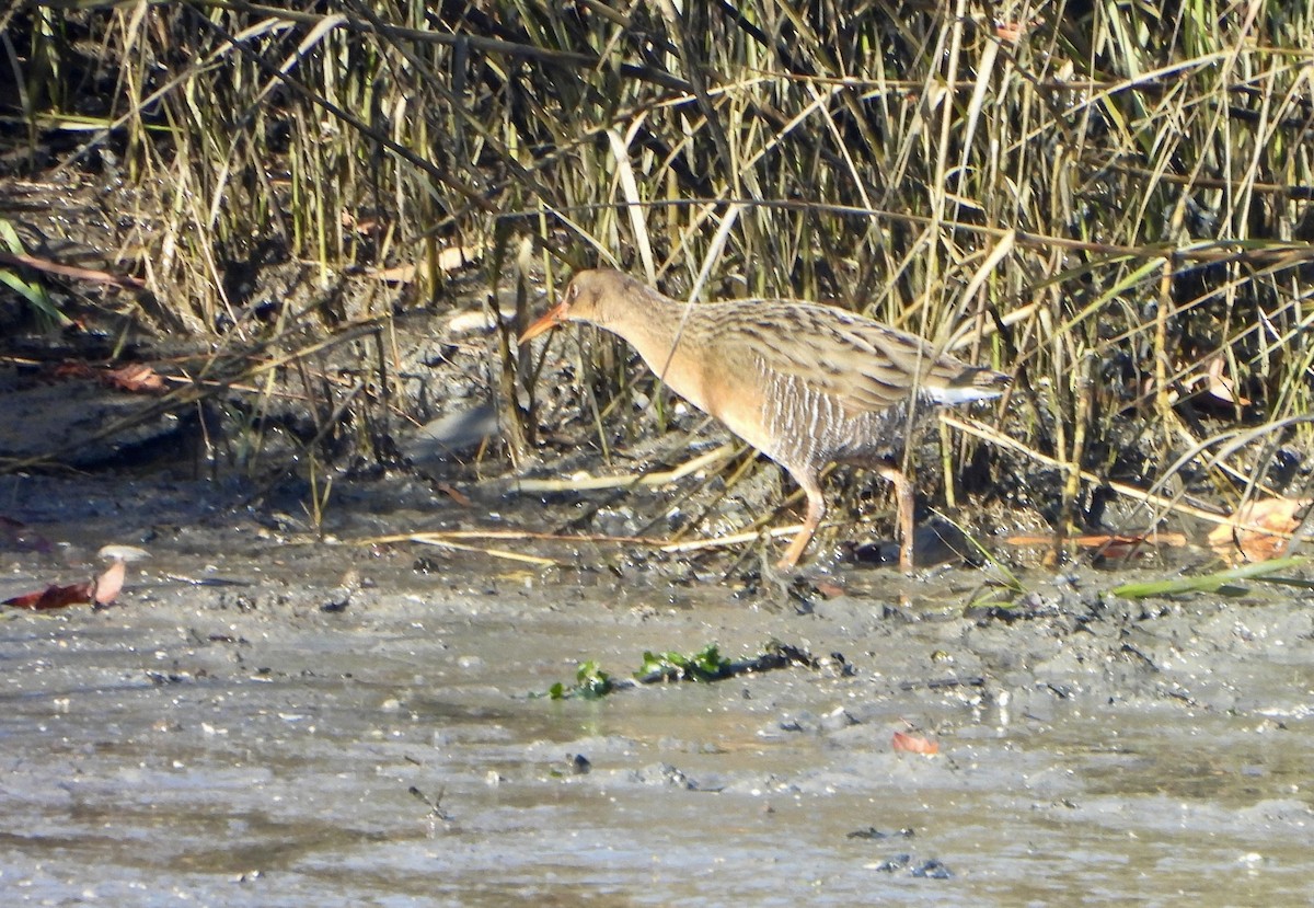 Ridgway's Rail - ML646173320