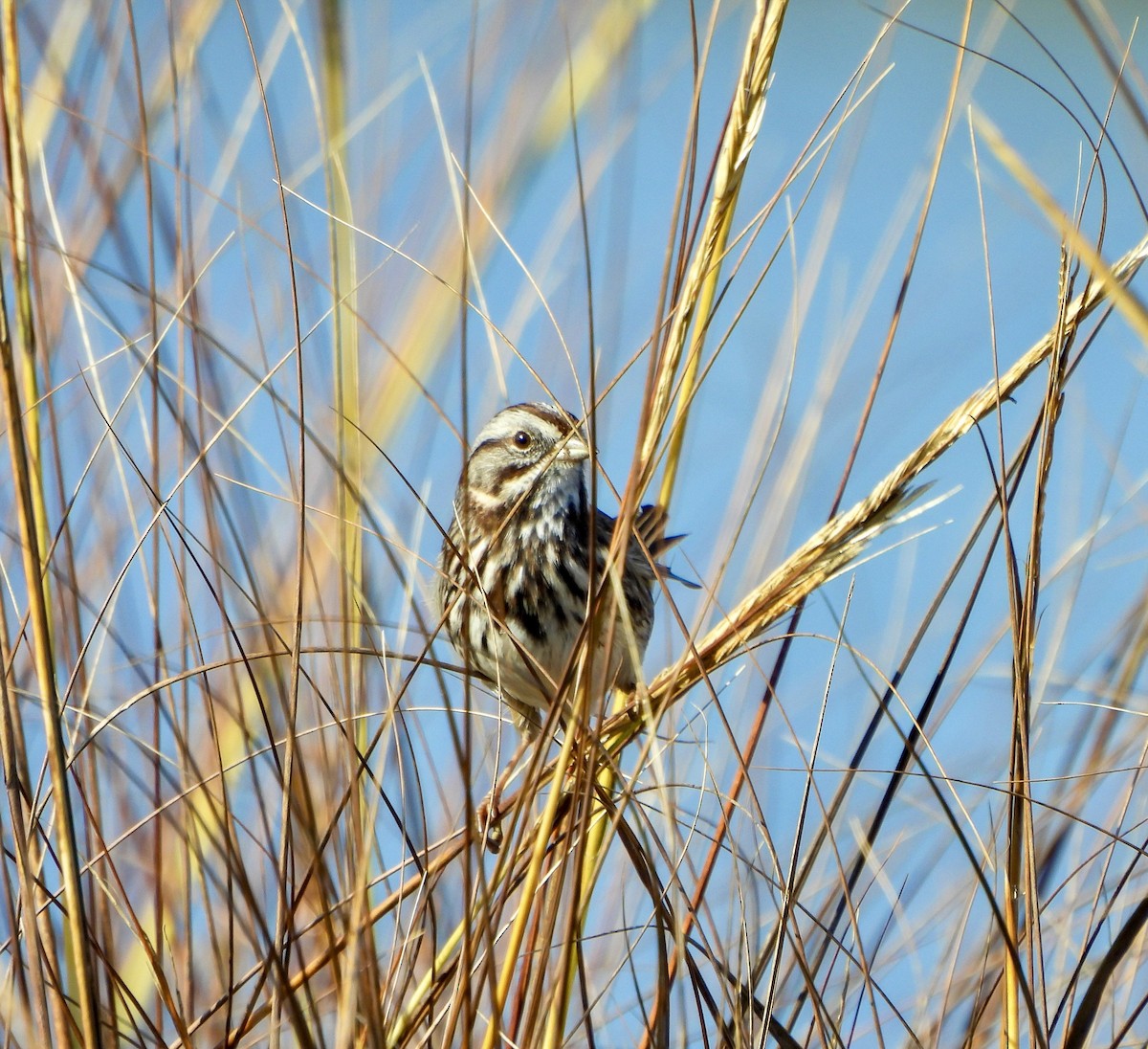 Song Sparrow - ML646173323