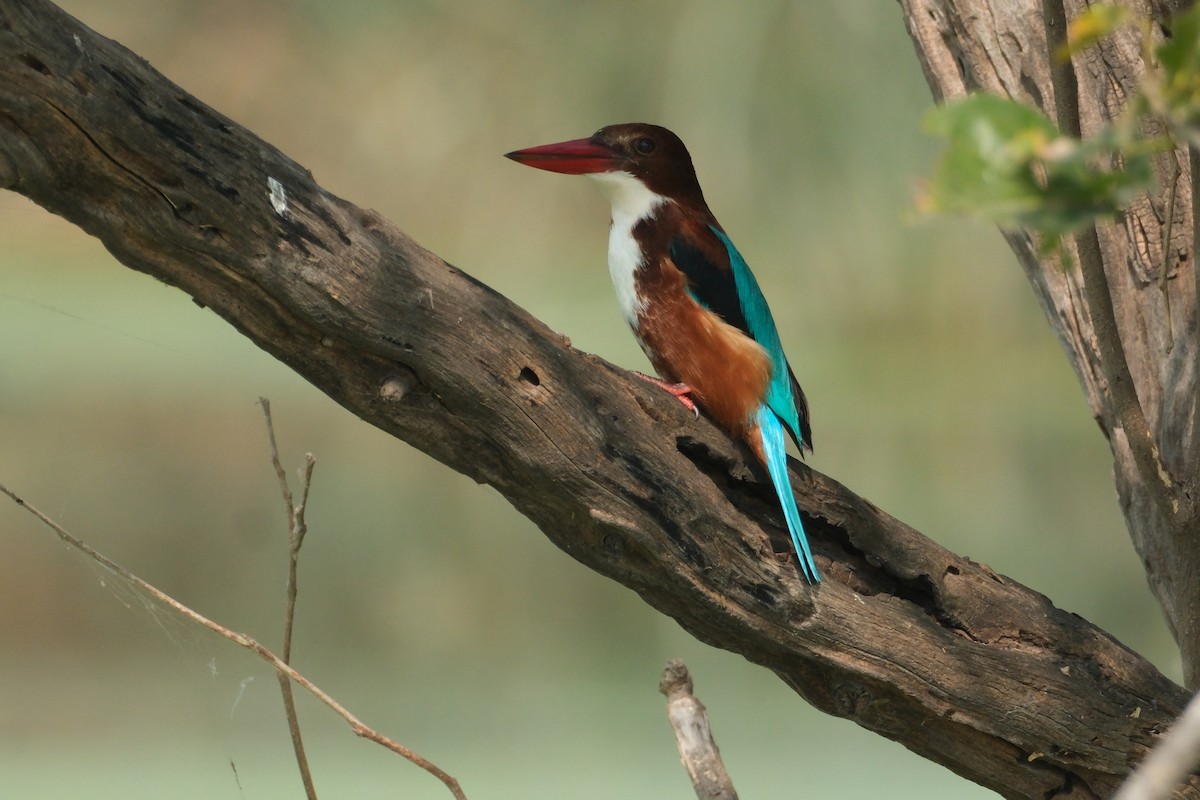 White-throated Kingfisher - ML646173325