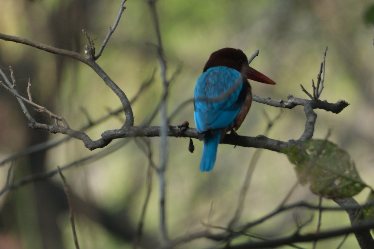 White-throated Kingfisher - ML646173326