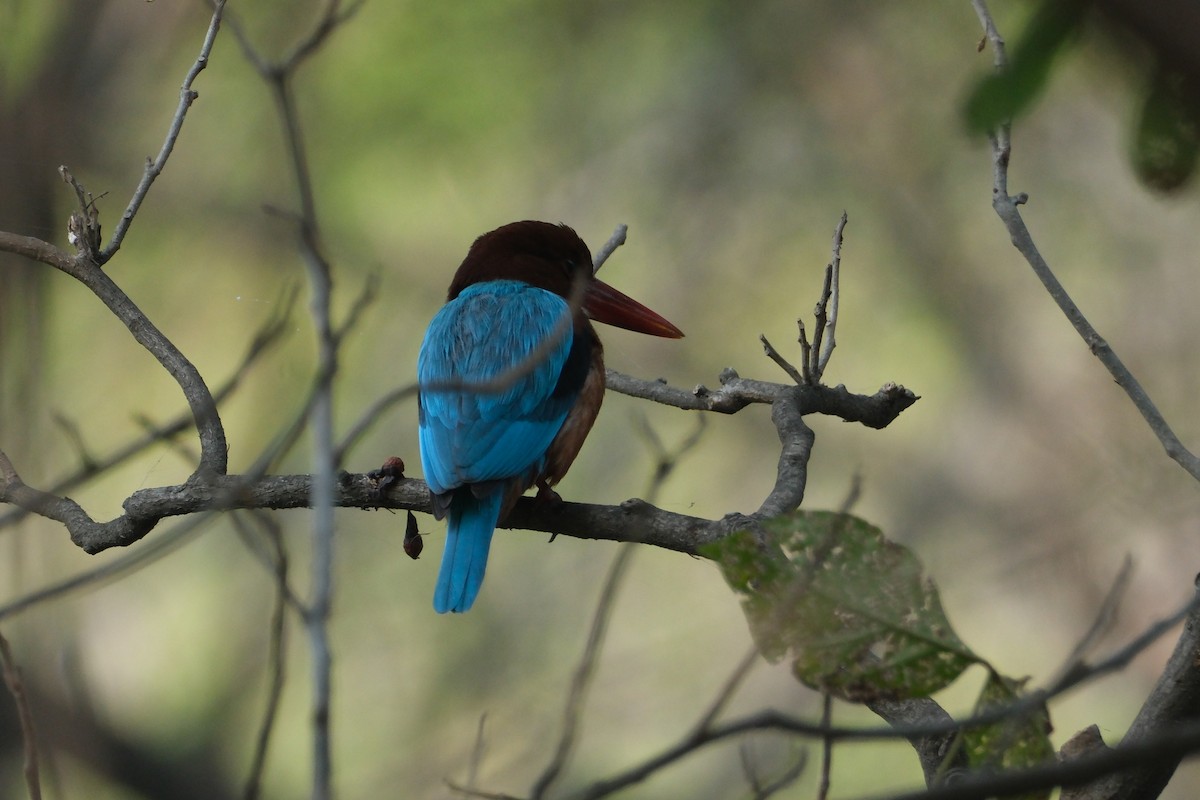 White-throated Kingfisher - ML646173327