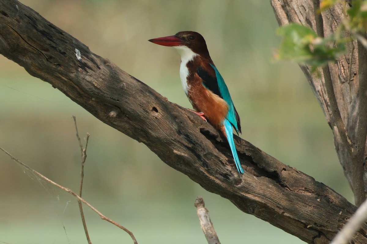 White-throated Kingfisher - ML646173328
