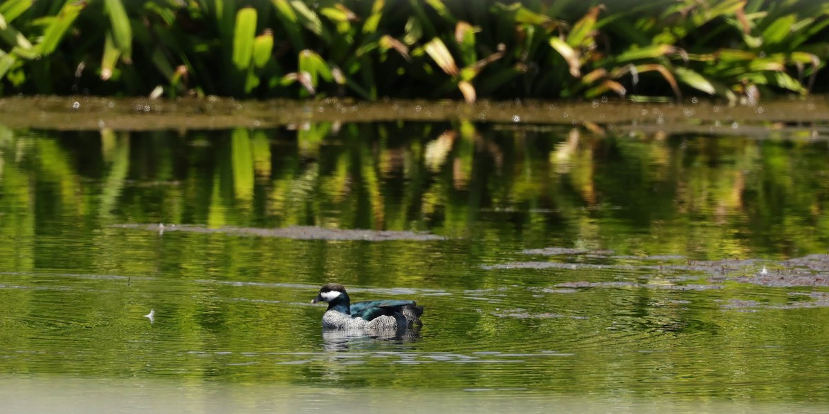 Green Pygmy-Goose - ML646173329