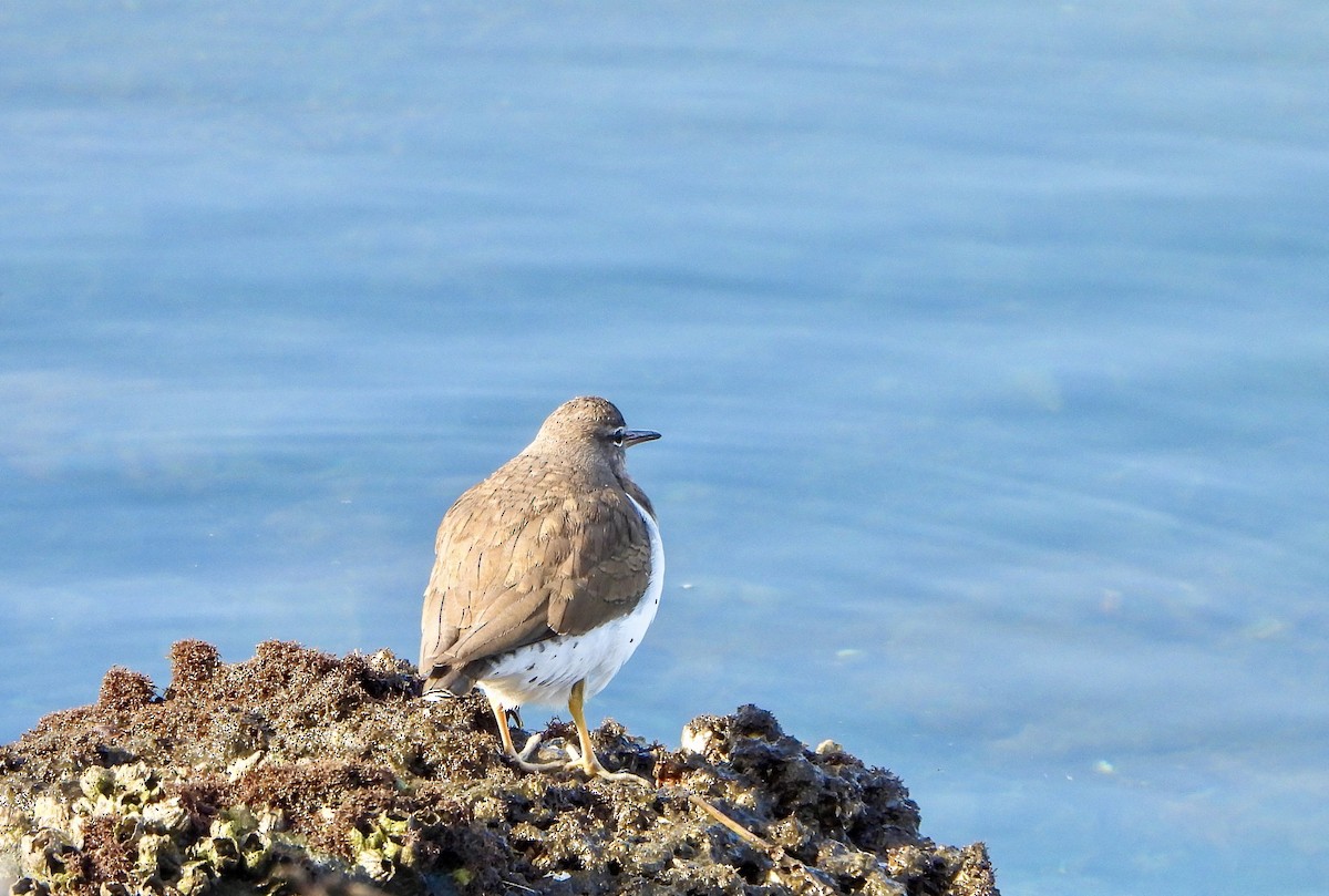 Spotted Sandpiper - ML646173332