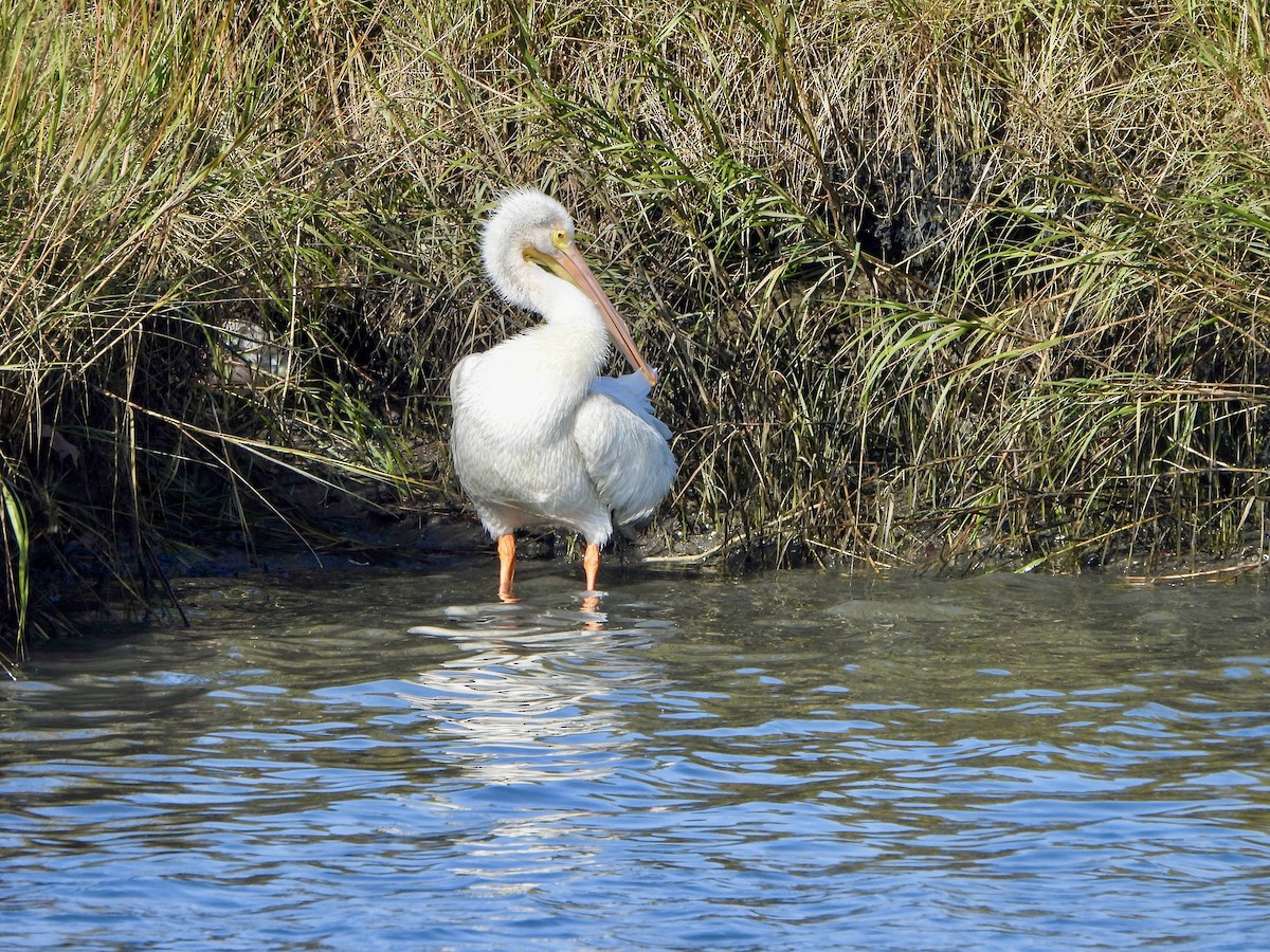 American White Pelican - ML646173334
