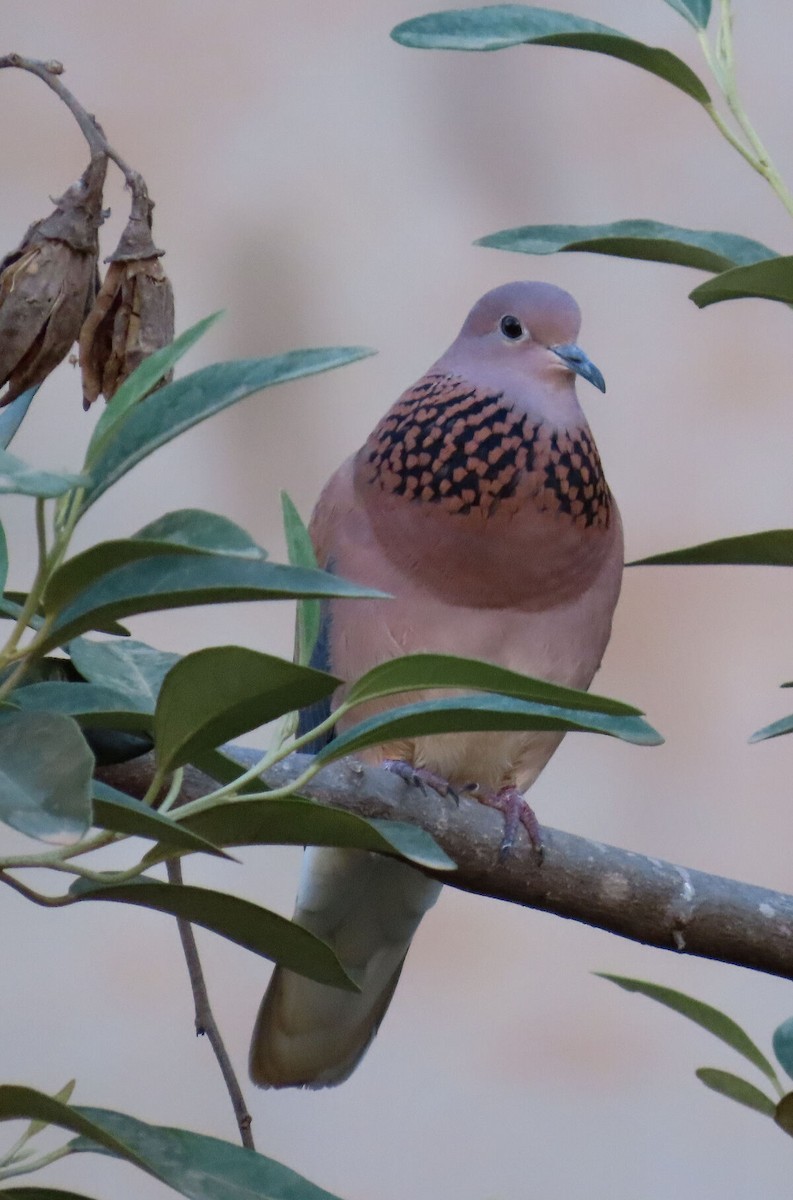 Laughing Dove - ML646173335