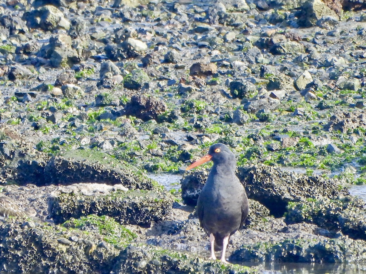 Black Oystercatcher - ML646173339