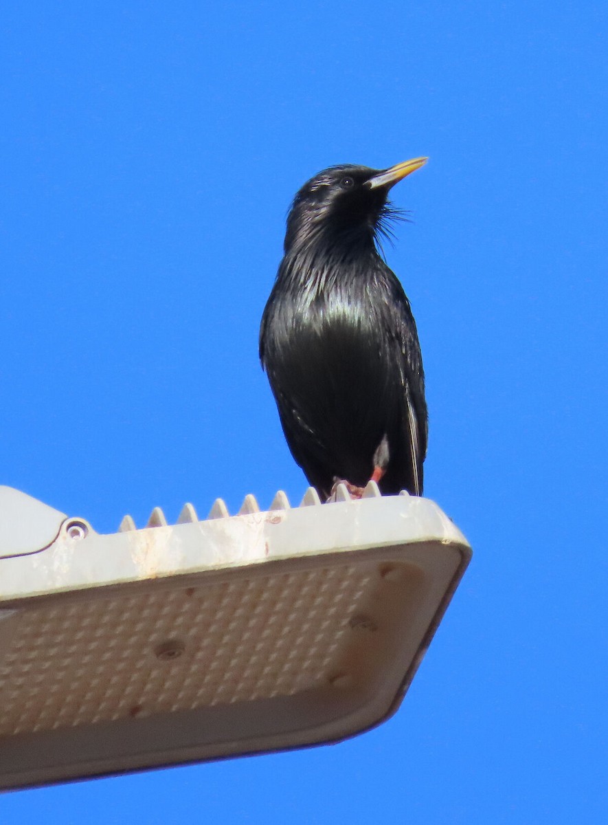 זרזיר שחור - ML646173350