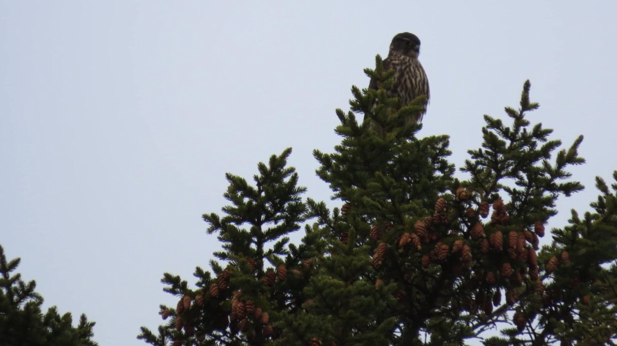 Merlin - ML646173363