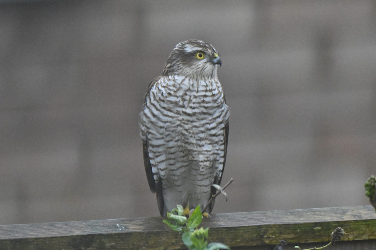 Eurasian Sparrowhawk - ML646173369