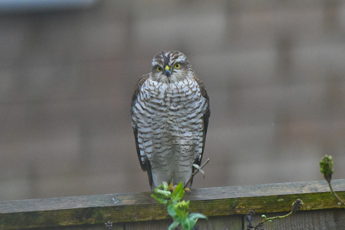 Eurasian Sparrowhawk - ML646173371