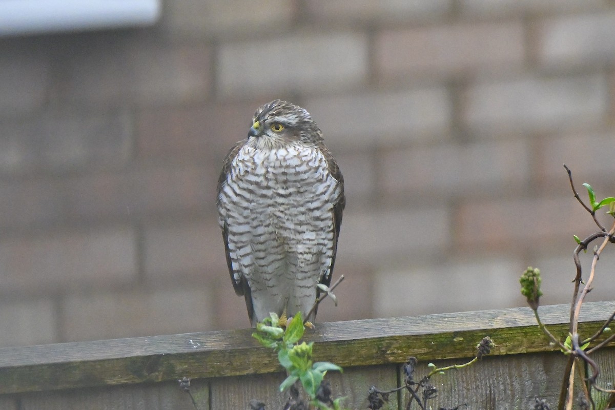 Eurasian Sparrowhawk - ML646173381