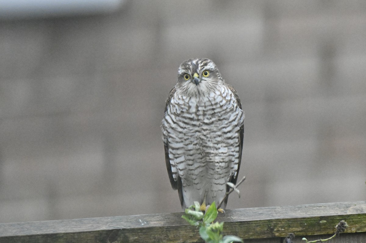 Eurasian Sparrowhawk - ML646173383