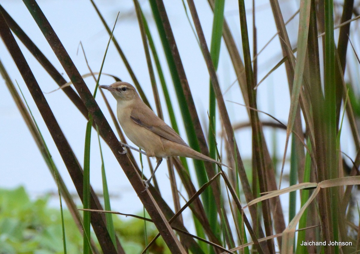 Clamorous Reed Warbler - ML646173410