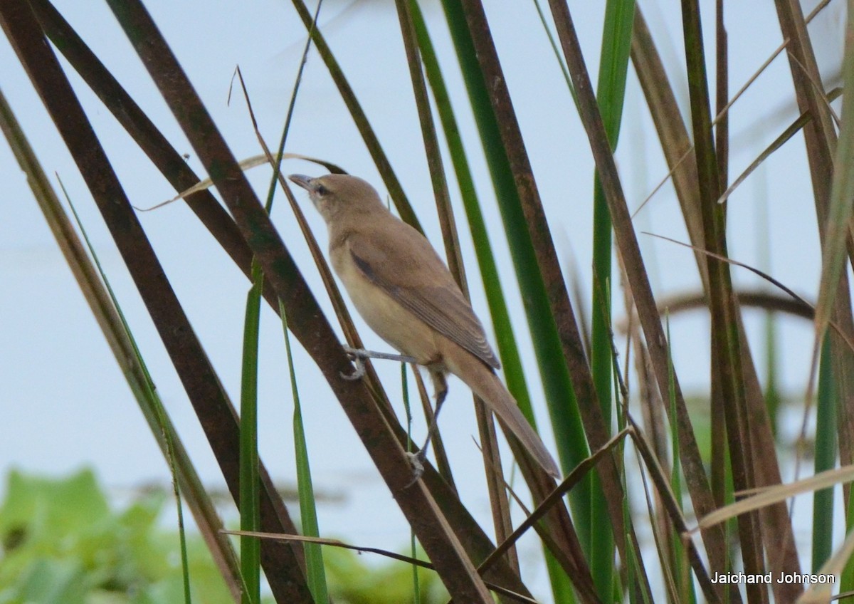 Clamorous Reed Warbler - ML646173411