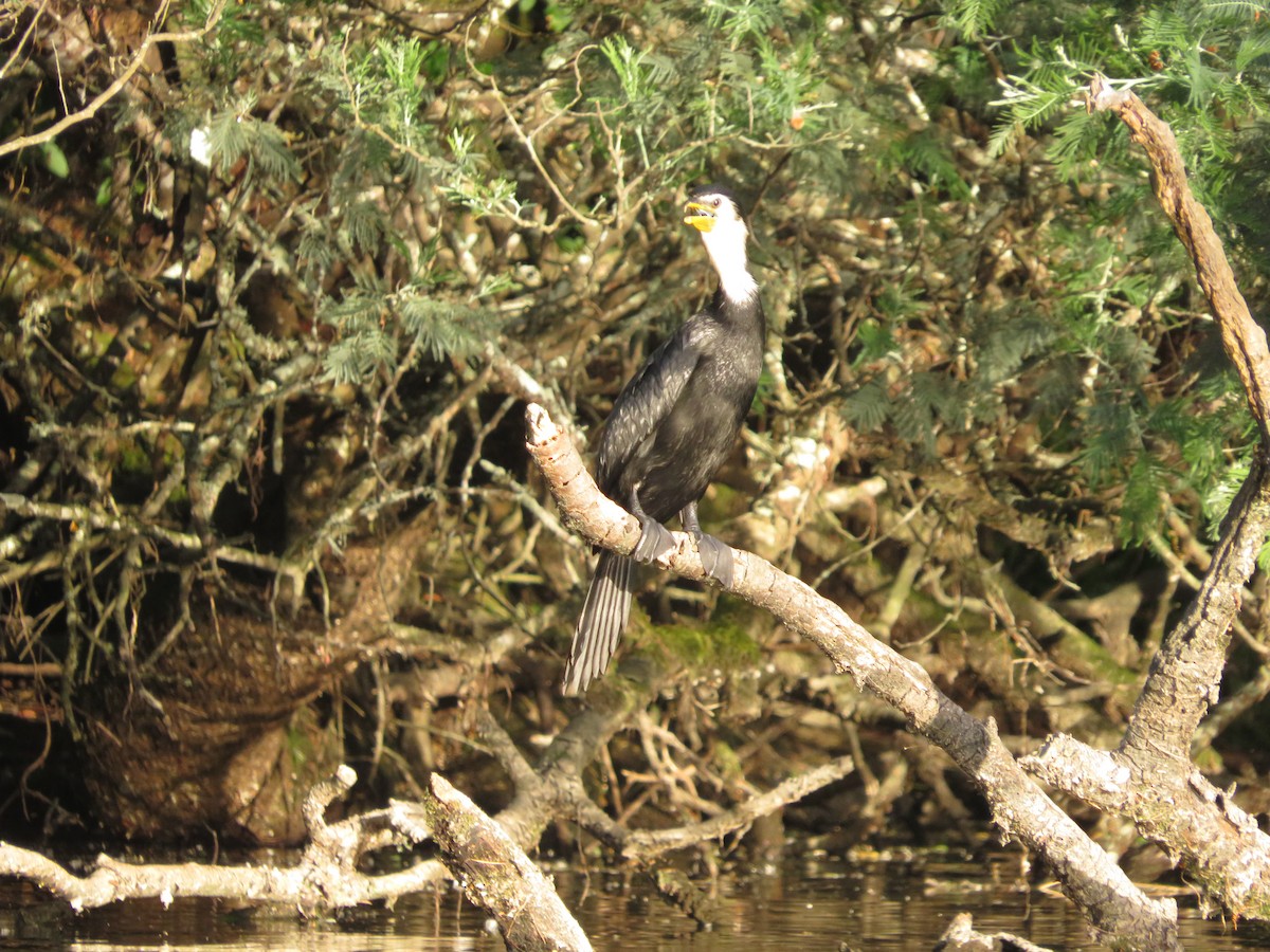 Little Pied Cormorant - ML646173415