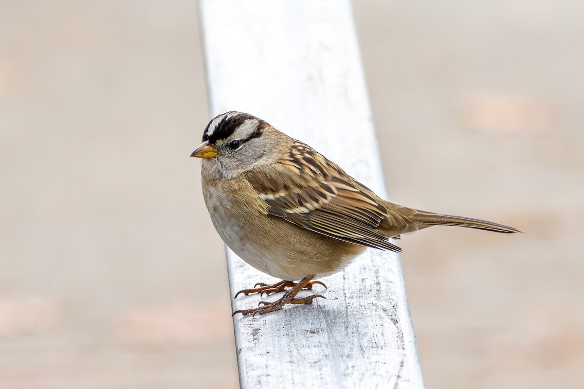 strnadec bělopásý - ML646173434