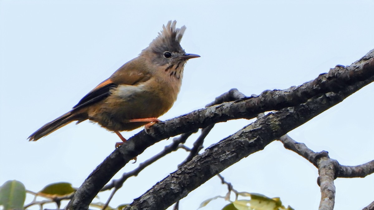 Югина темнокрила - ML646173443