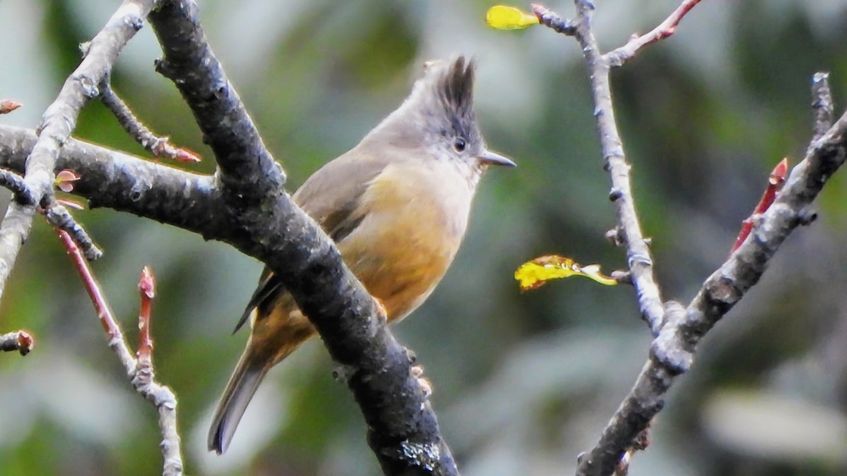 Югина темнокрила - ML646173444