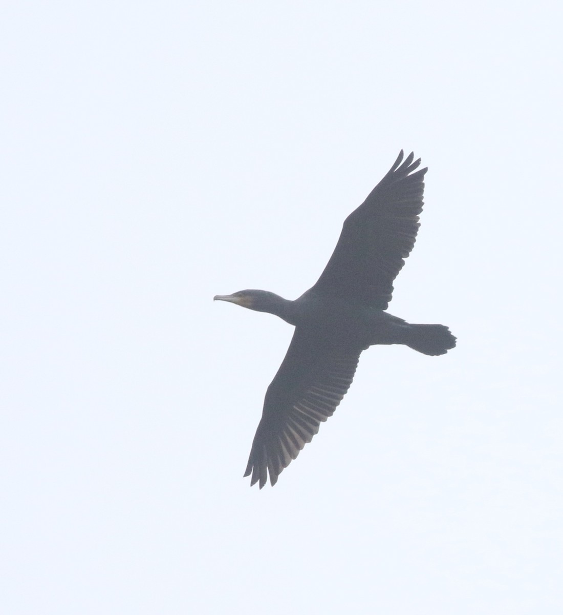 storskarv - ML646173450