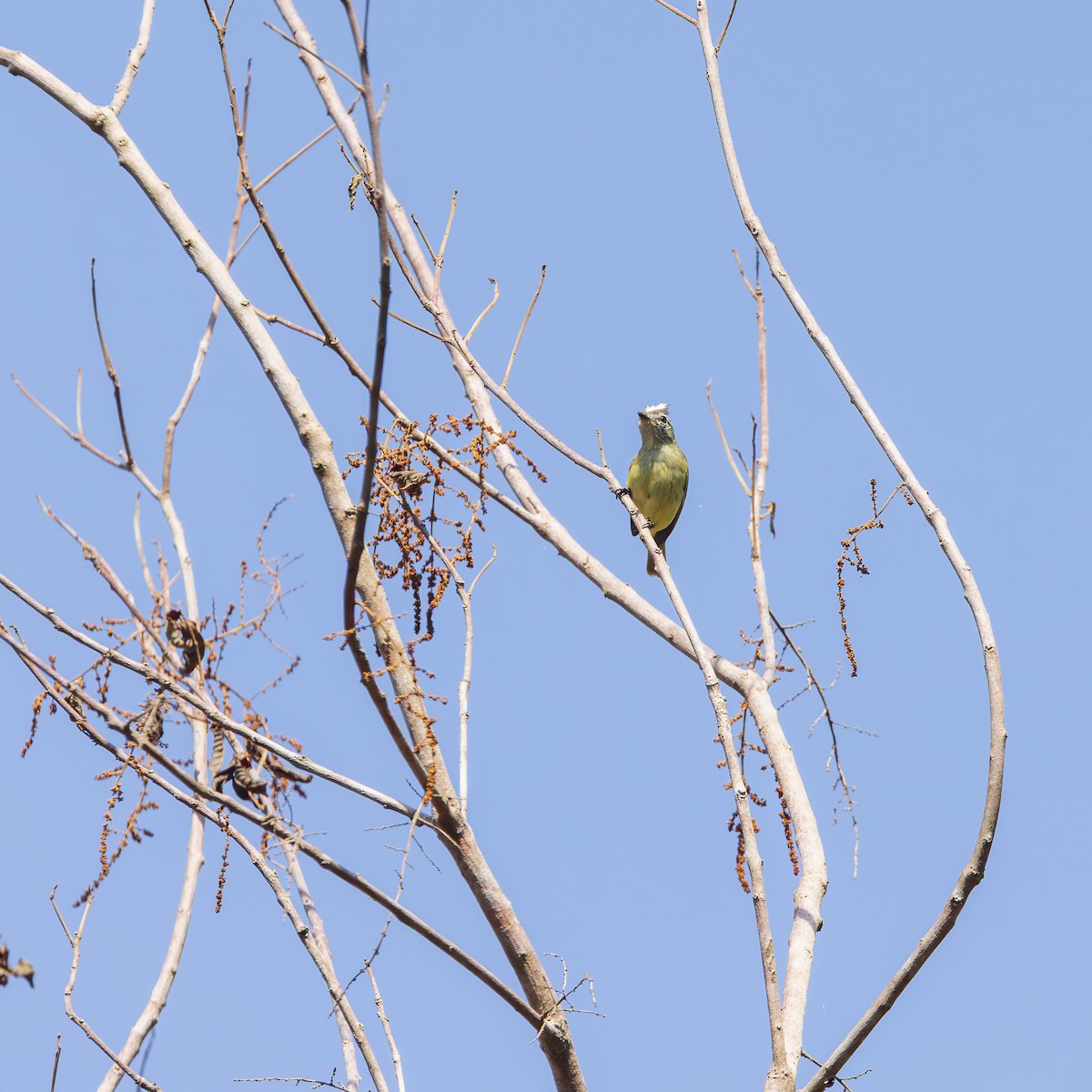 Forest Elaenia - ML646173461