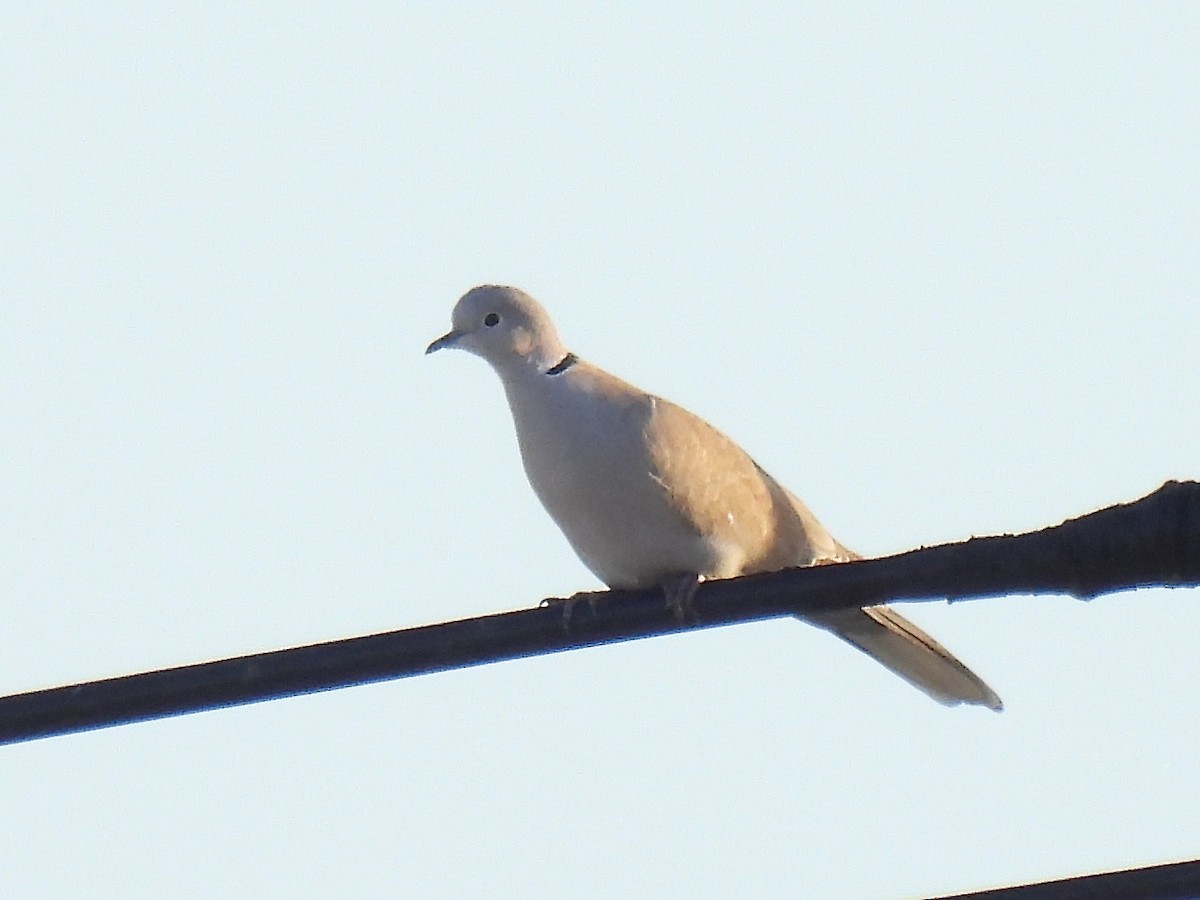 Eurasian Collared-Dove - ML646173462
