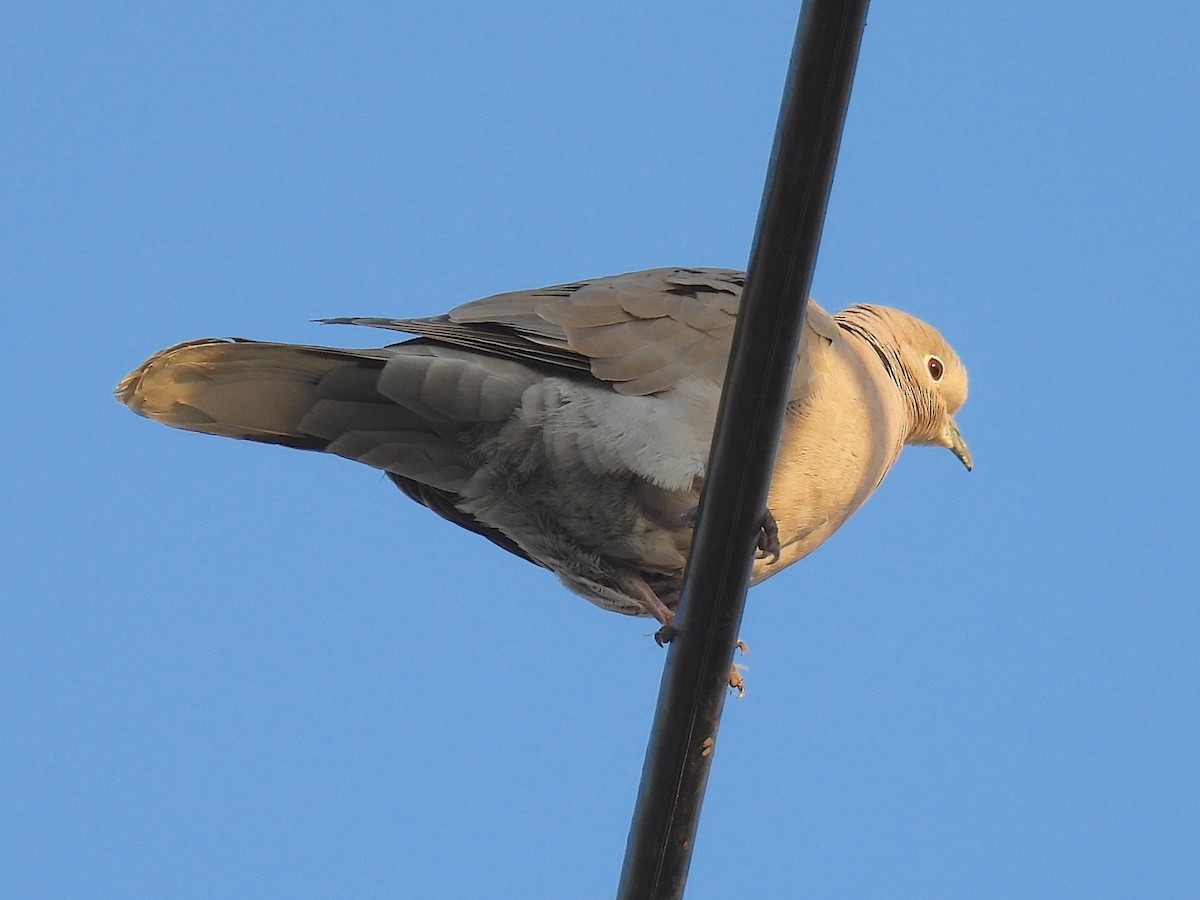Eurasian Collared-Dove - ML646173463