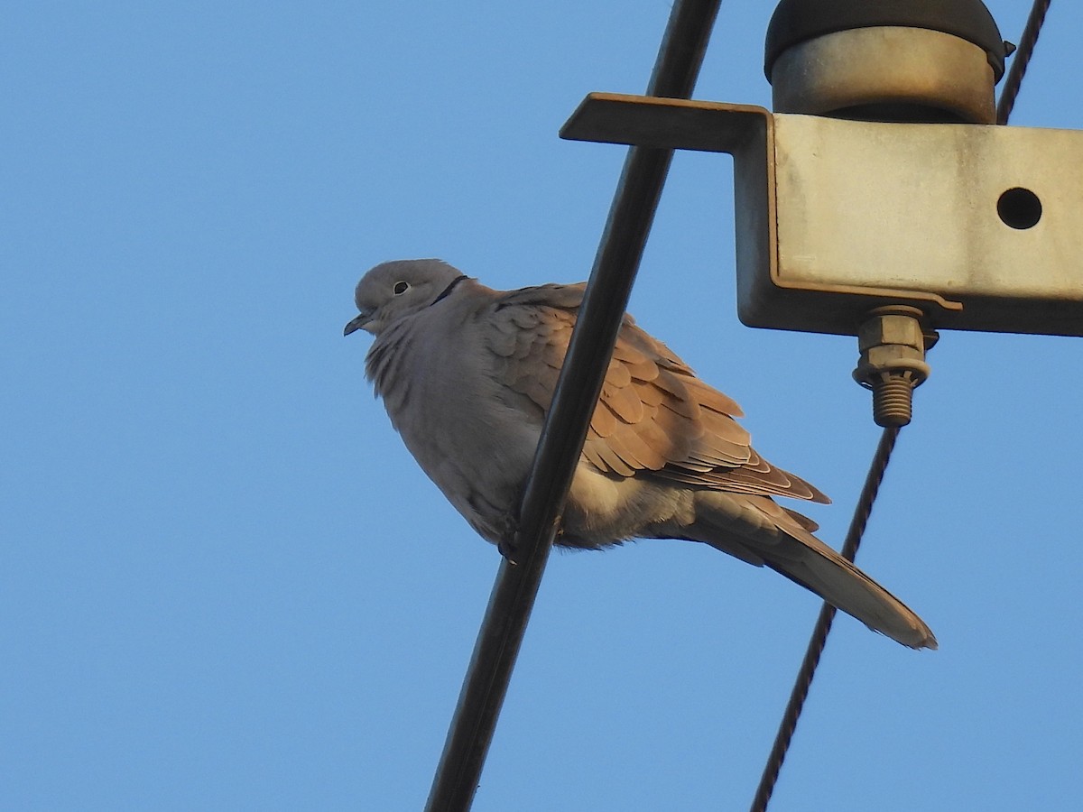 Eurasian Collared-Dove - ML646173464