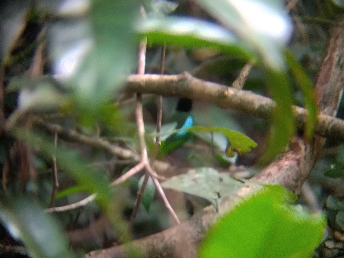 Western Hooded Pitta - ML646173476