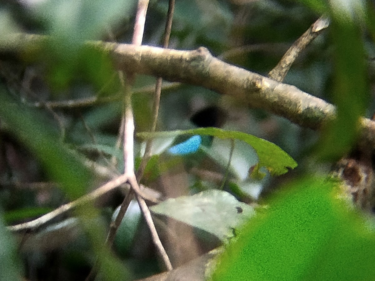 Western Hooded Pitta - ML646173477