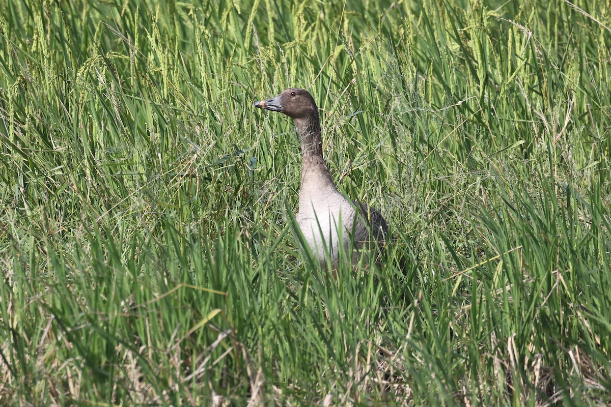 Tundrako antzara hankahoria - ML646173478