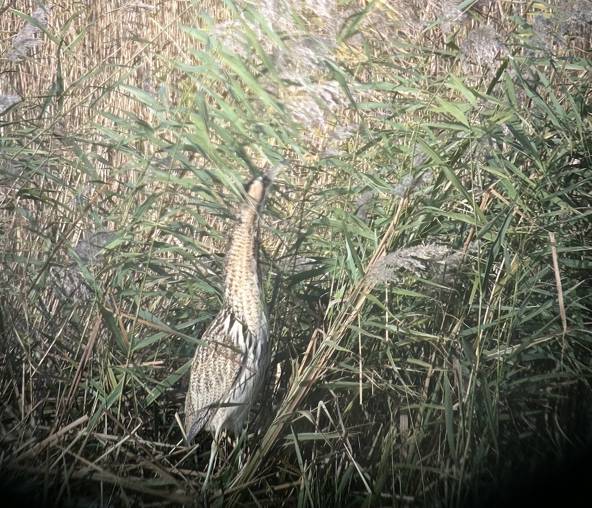 Txori zezen arrunta - ML646173480