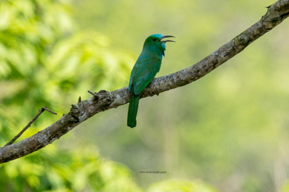 Blue-bearded Bee-eater - ML646173483